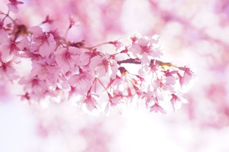 桜満開🌸