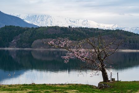 青木湖畔の桜