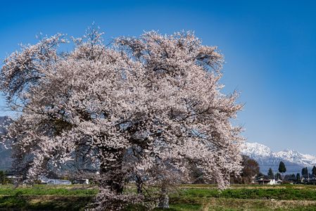 桜の季節 Ⅱ