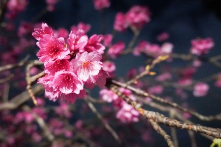 一月に咲く桜