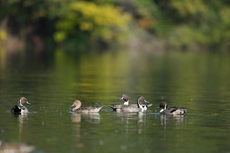 今日のお写んぽ
