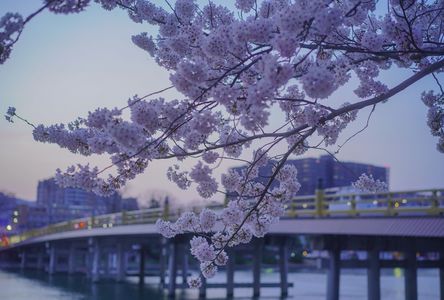 唐橋と桜はよく似合う