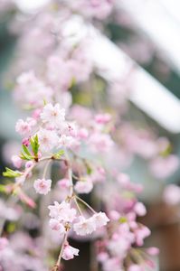 高島平の桜(2024.04.06)
