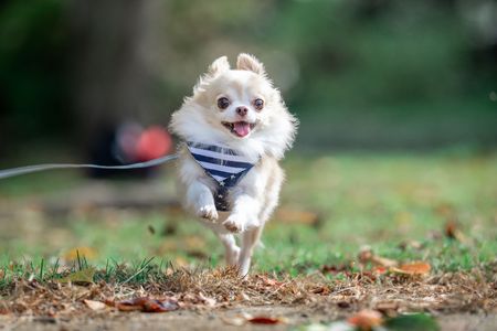 笑顔で走るワンコ