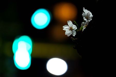 交差点の夜桜