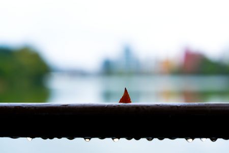 雨の日の葉っぱ