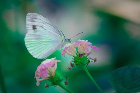 モンシロチョウ