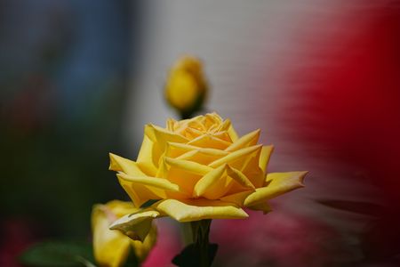 黄色い素敵な薔薇（荒巻公園）