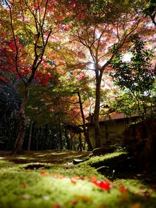 湖東三山　秋の風景