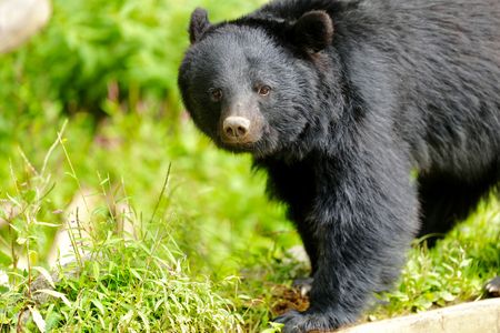 盛岡市動物公園 ZOOMO初来園