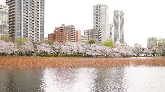 上野不忍池の桜2021