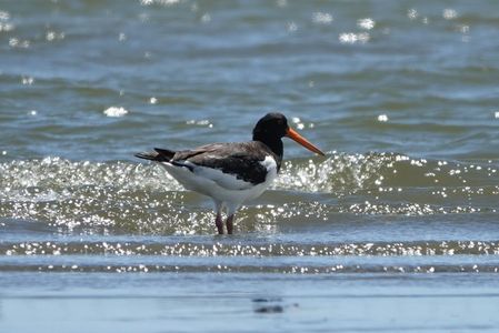 満潮に何を想う　#ミヤコドリ#