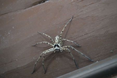 見た目が悪いですが益虫？