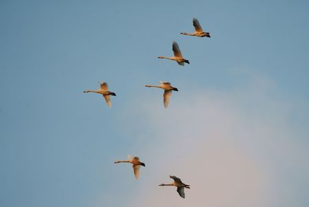 夕空を飛翔する白鳥