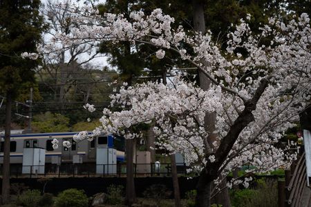北鎌倉の桜と横須賀線