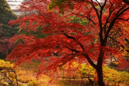 紅葉 ー 小石川後楽園