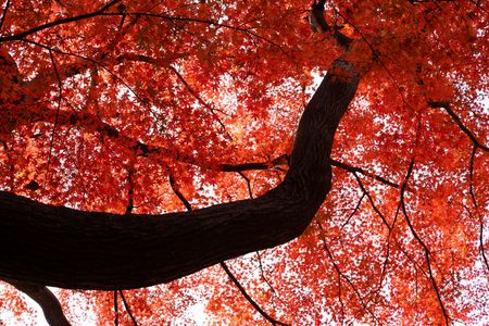 紅葉の大樹