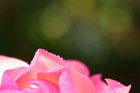 あさつゆの薔薇