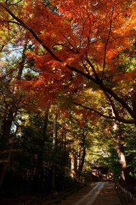 秋の朝ー寿福寺