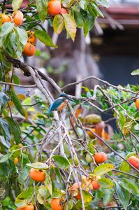 秋の実りの中で