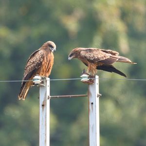 トンビのカップル