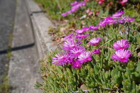 歩道脇の小さな花