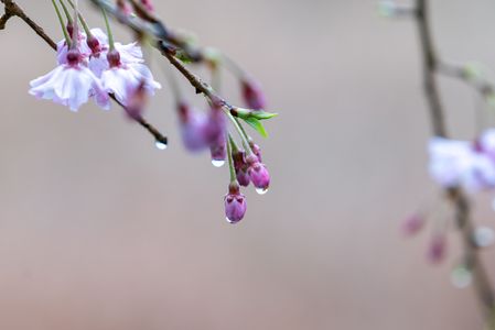 桜と雫