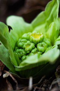 庭に芽吹いたふきのとう