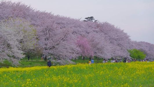 権現堂公園桜並木