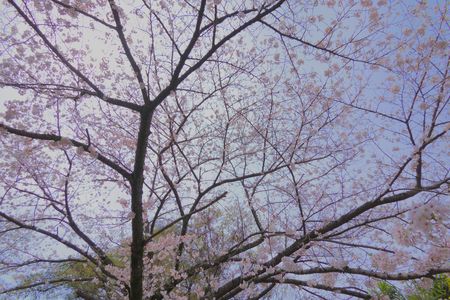 桜の星々