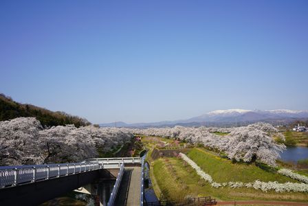 満開な桜と蔵王山