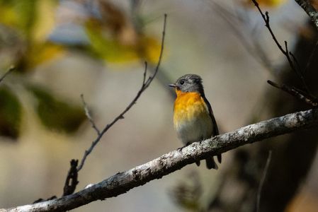 戸隠のムギマキ①
