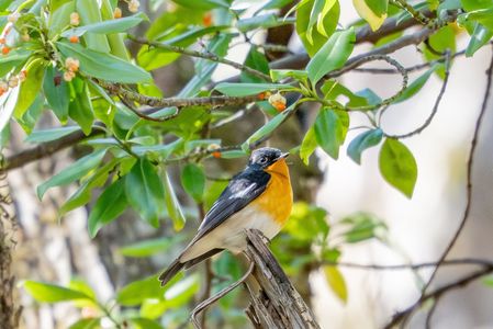 戸隠のムギマキ②
