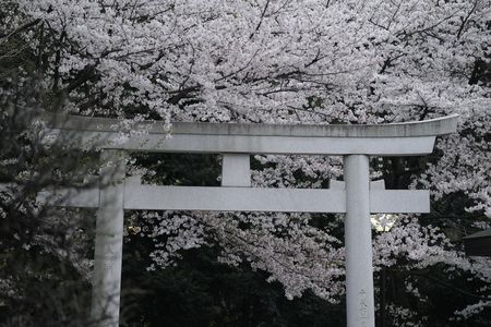  夕方の桜