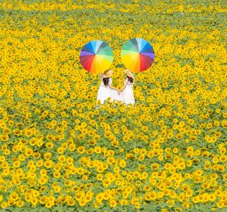 ひまわりの丘で