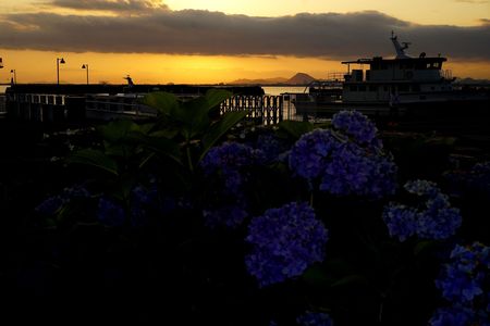 「びわ湖大津港の紫陽花」