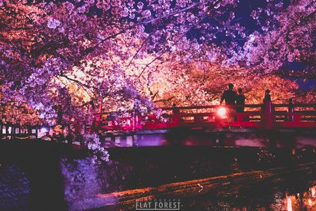 【夜桜】岐阜県大垣市 奥の細道むすびの地記念館