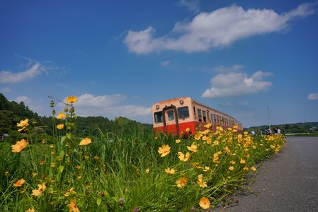 沿線に咲くオオキンケイギク#小湊鉄道#