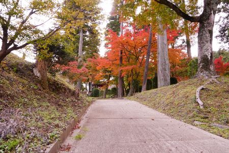 真如寺の紅葉