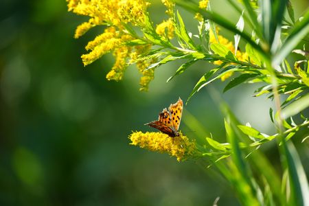 セイタカアワダチソウとツマグロヒョウモンさん？？