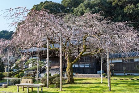 寺院に咲く枝垂れ桜
