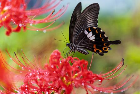 雨上がりに誘われて