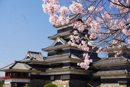 Cherry blossom viewing at Matsumoto Castle