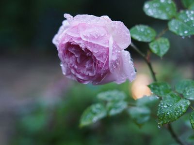 雨粒と薔薇