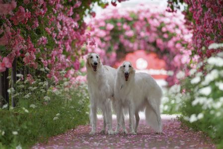 華麗なる犬#カレンダー2025#
