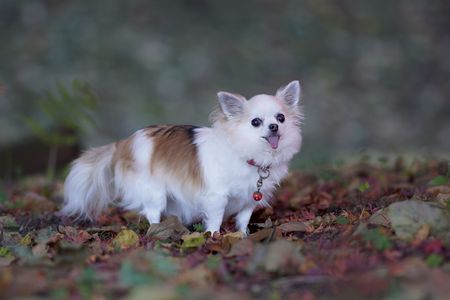 落ち葉はカサカサ音がして面白いね　♯カレンダー2025
