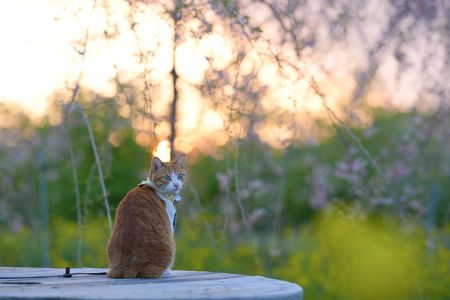 あずきちゃん　夕暮れのサクラミチで黄昏る