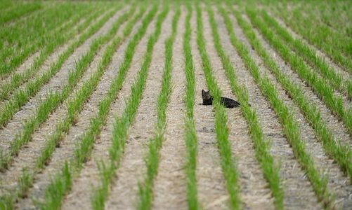 米はどこに行った