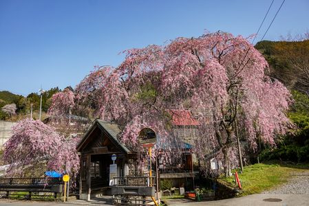 バス停と枝垂桜