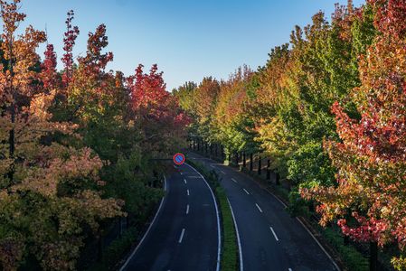 モミジバフウ並木道